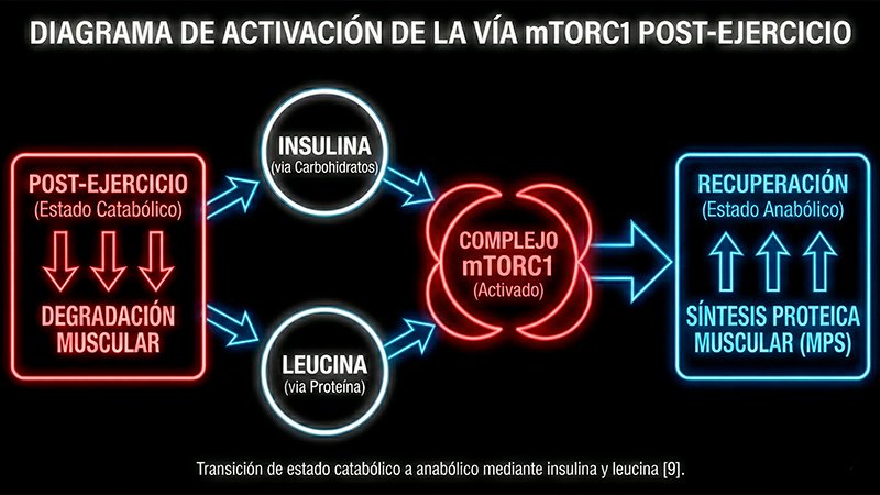 diagrama mTORC1 activación post-entreno leucina insulina hipertrofia